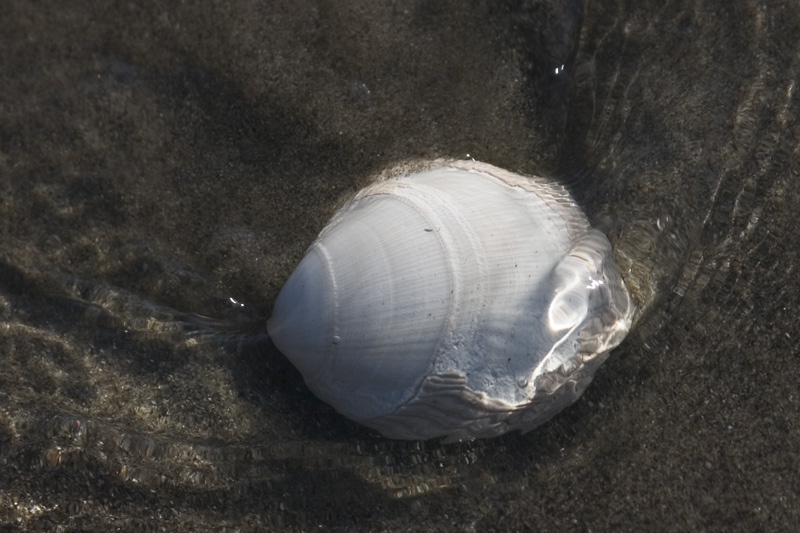 Shell
