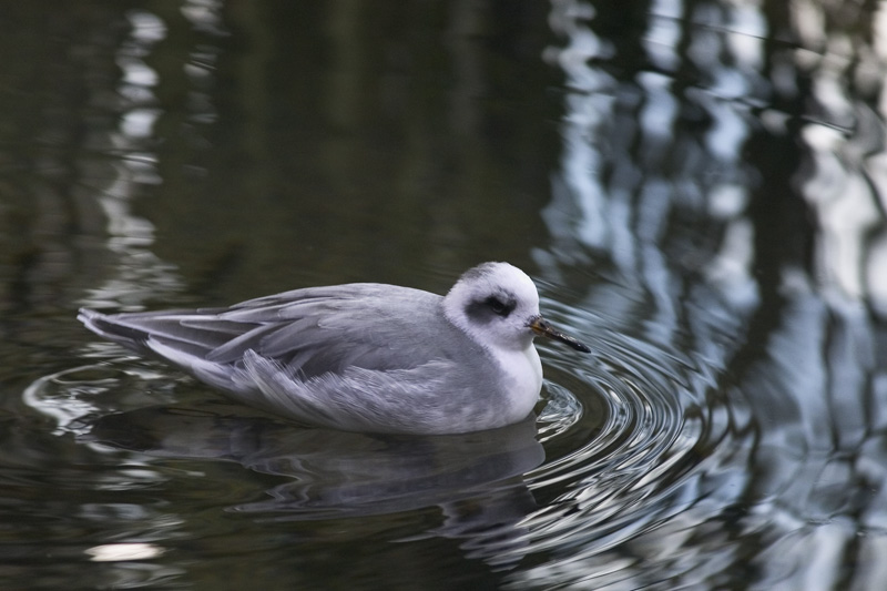 Waterbird