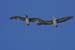 Pelicans