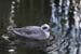Waterbird
