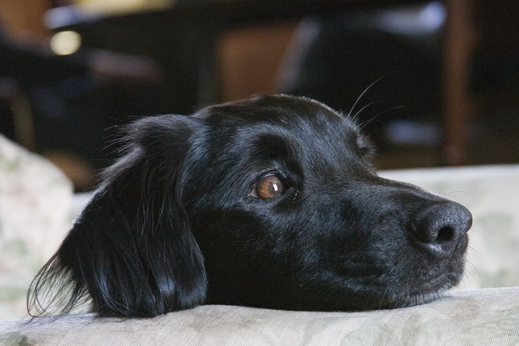 Django's disembodied head