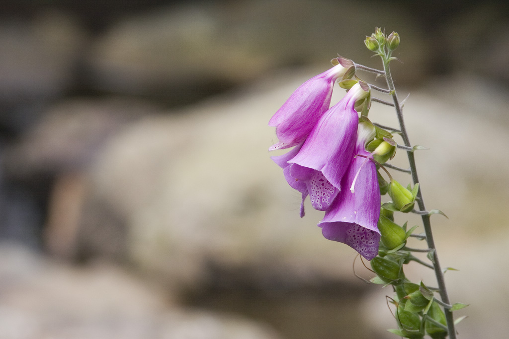 Flower on Rhobell Fawr0041
