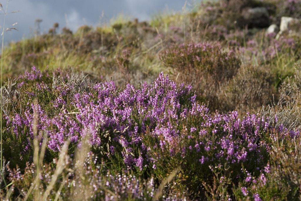Heather on Rhobell F#50046