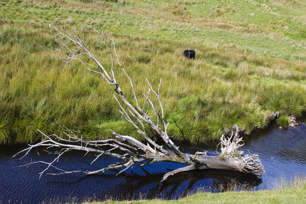 Mawddach and branch