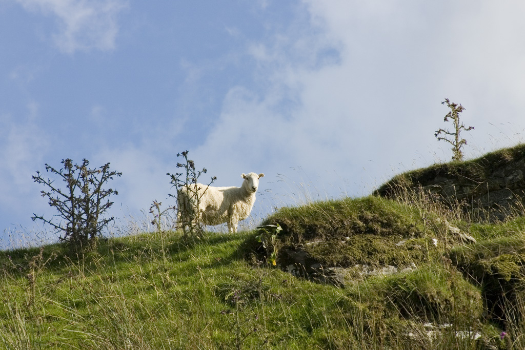 Sheep and Sky
