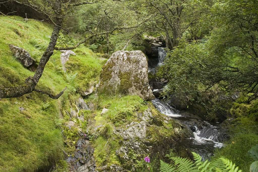 Stream on Rhobell Fawr0042