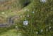 Bubbles