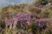 Heather on Rhobell F#50046