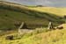 Mawddach Valley and #50011