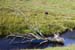Mawddach and branch