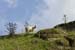 Sheep and Sky