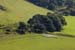 Sheep at Castell-y-Bere 1