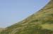 Sheep at Castell-y-Bere 2
