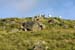 Six sheep on the ridge